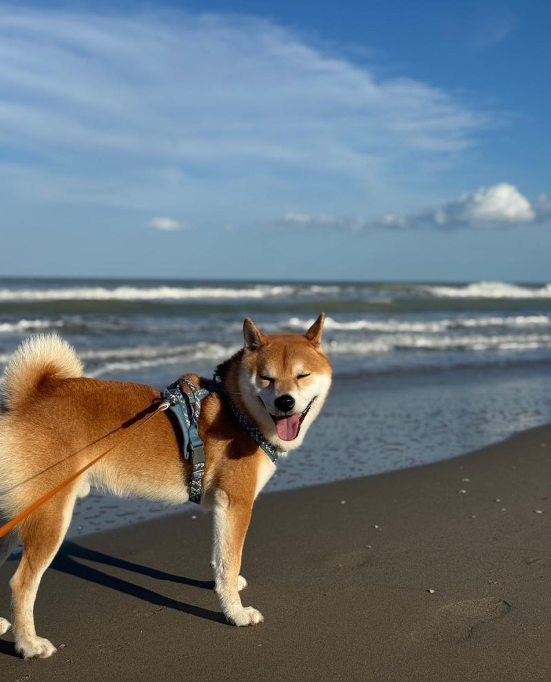 media.foto-pet-friendly-3