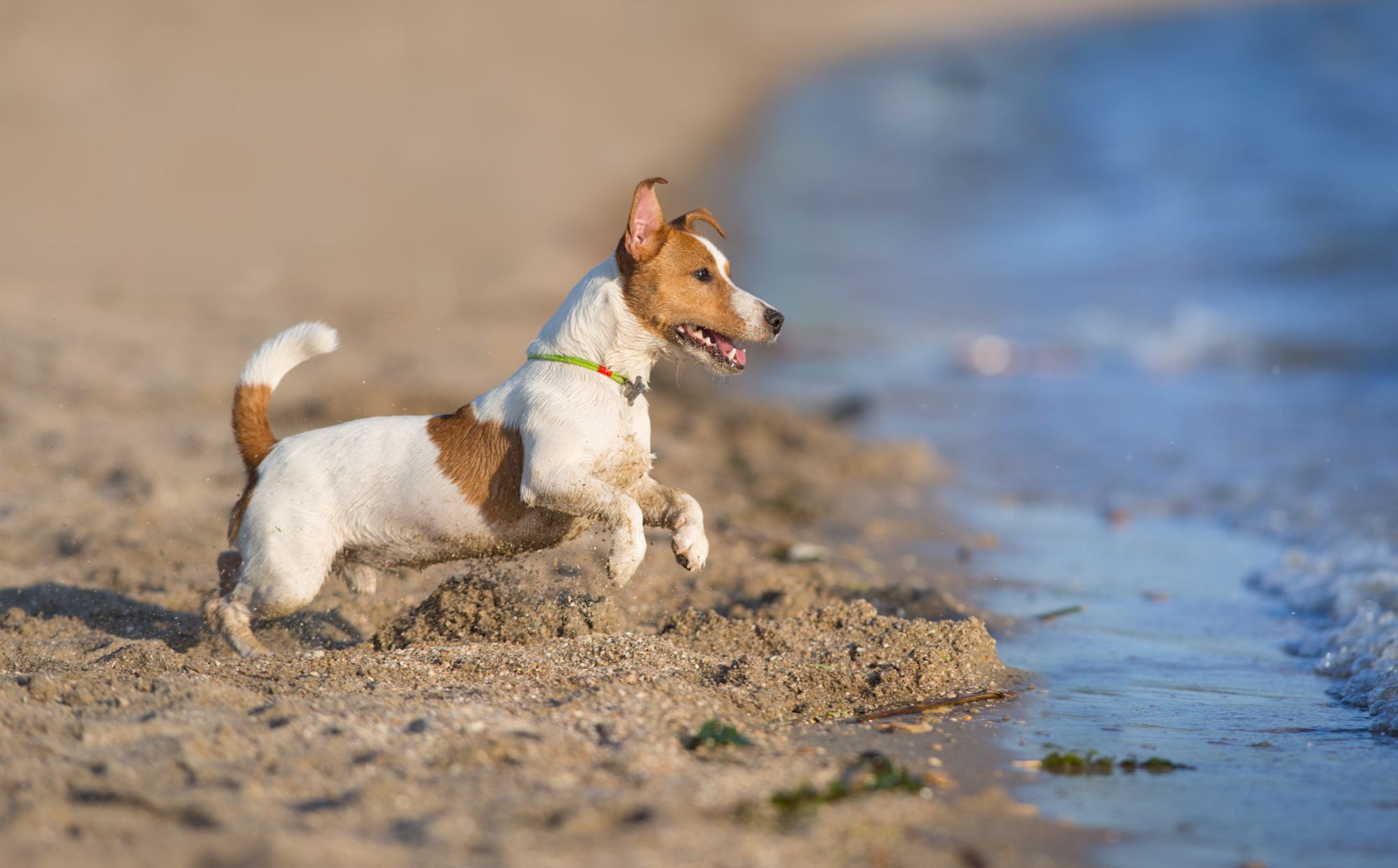 media.hotel-pet-friendly-01