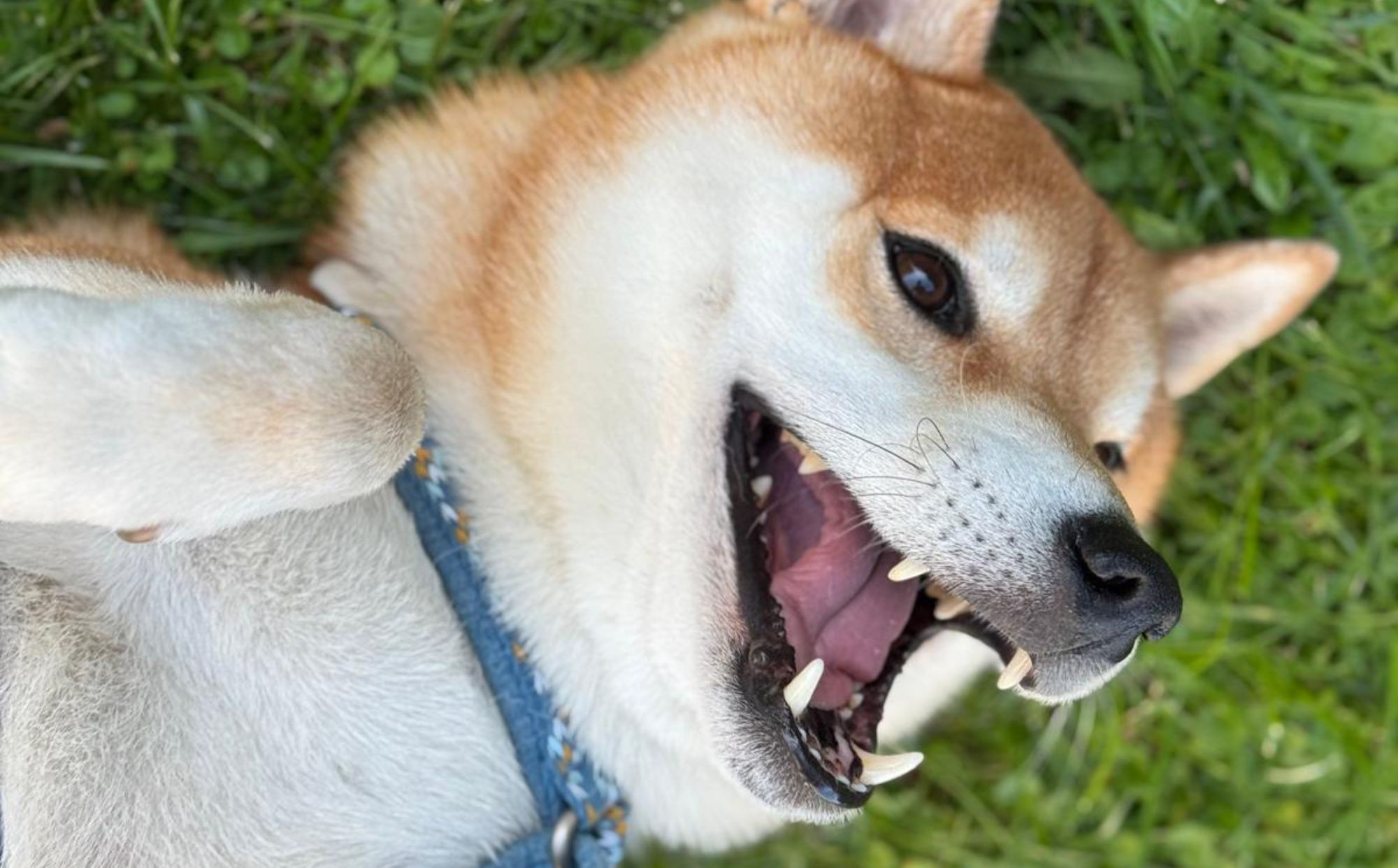 media.cane-06-g-house